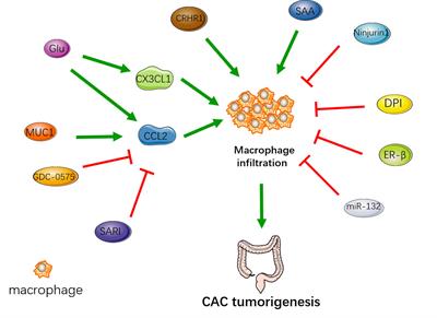 Roles of macrophages on ulcerative colitis and colitis-associated colorectal cancer